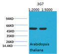 Western blot analysis of Arabidopsis with Rubisco (Large Chain) Mouse mAb diluted at 1) 1:2, 000, 2)<style>.product-options .custom-field{display:inline-block;background:#aaa;}</style><style>.label-data{font-weight:bold;min-width:100px;}.label-data,.data{display:inline-block;min-width:100px;}.description table{word-break:break-all;}.description table td{min-width:200px;}</style></div></div></div>
				      </div>
                      </div>
  </div>

    </div>




<div class=