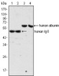 Western blot analysis using Human IgG monoclonal antibody (lane 1, 2) and ALB monoclonal antibody (lane 3, 4) against human serum (lane 1, 3) and plasma (lane 2, 4).