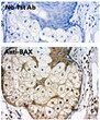 Anti BAX Goat Polyclonal antibody immunohistochemistry rat STJ140113