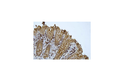 Anti-IgA antibody [N1CLA] (STJ16101750)