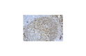 Anti-Kappa Light Chain antibody [CH15] (STJ16101755)