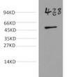 Western blot analysis of Yeast Whole Body lysate using mouse monoclonal antibody diluted at 1:5,000.