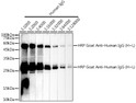 Western blot analysis of extracts of Human IgG, using HRP Goat Anti-Human IgG (H+L) antibody (STJS000853) at 1:2000 dilution. Lysates/proteins: 25 Mu g per lane. Blocking buffer: 3% non-fat dry milk in TBST. Detection: ECL Basic Kit. Exposure time: 90s.