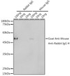 Western blot analysis of various lysates using Goat Anti-Mouse Anti-Rabbit IgG H (HRP polymer) (STJS000859) at 1:1000 dilution. <br/>Lysates/proteins: 25 Mu g per lane. <br/>Blocking buffer: 3% nonfat dry milk in TBST. <br/>Detection: ECL Basic Kit <br/>Exposure time: 1s.