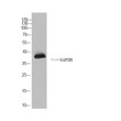 Western Blot analysis of C. elegans cells using GAPDH rabbit pAb (Caenorhabditis elegans). Secondary antibody (STJ99666) was diluted at 1:20000