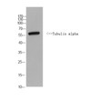 Western Blot analysis of Yeast cells using Tubulin alpha rabbit pAb (Yeast). Secondary antibody (STJ99666) was diluted at 1:20000
