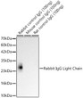 Western blot analysis of recombinant Rabbit/Mouse/Rat contr<style>.product-options .custom-field{display:inline-block;background:#aaa;}</style><style>.label-data{font-weight:bold;min-width:100px;}.label-data,.data{display:inline-block;min-width:100px;}.description table{word-break:break-all;}.description table td{min-width:200px;}</style></div></div></div>
				      </div>
                      </div>
  </div>

    </div>




<div class=