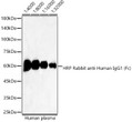 Western blot analysis of various lysates, using HRP Rabbit anti-Human IgG1 (Fc) (STJS001216) at 1:4000-1:32000 dilution. <br/>Lysates/proteins: 2<style>.product-options .custom-field{display:inline-block;background:#aaa;}</style><style>.label-data{font-weight:bold;min-width:100px;}.label-data,.data{display:inline-block;min-width:100px;}.description table{word-break:break-all;}.description table td{min-width:200px;}</style></div></div></div>
				      </div>
                      </div>
  </div>

    </div>




<div class=