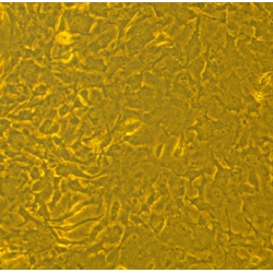 CD-1 Mouse Bone Marrow Mesenchymal Stem Cells CD-1 Mouse Bone Marrow Mesenchymal Stem Cells
