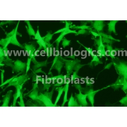 CD1 Mouse Primary Cardiac Fibroblasts