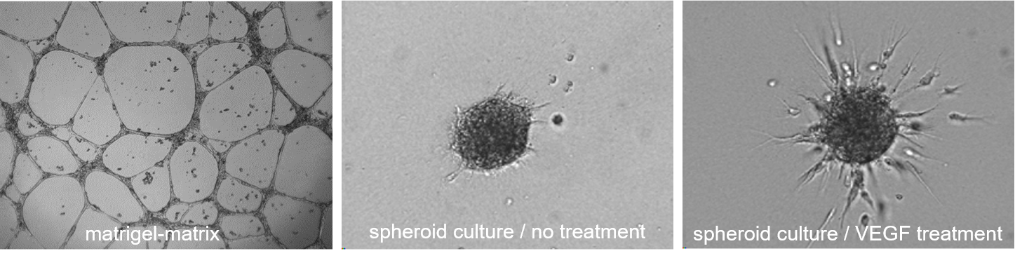 Neo-angiogenic potential HUVEC