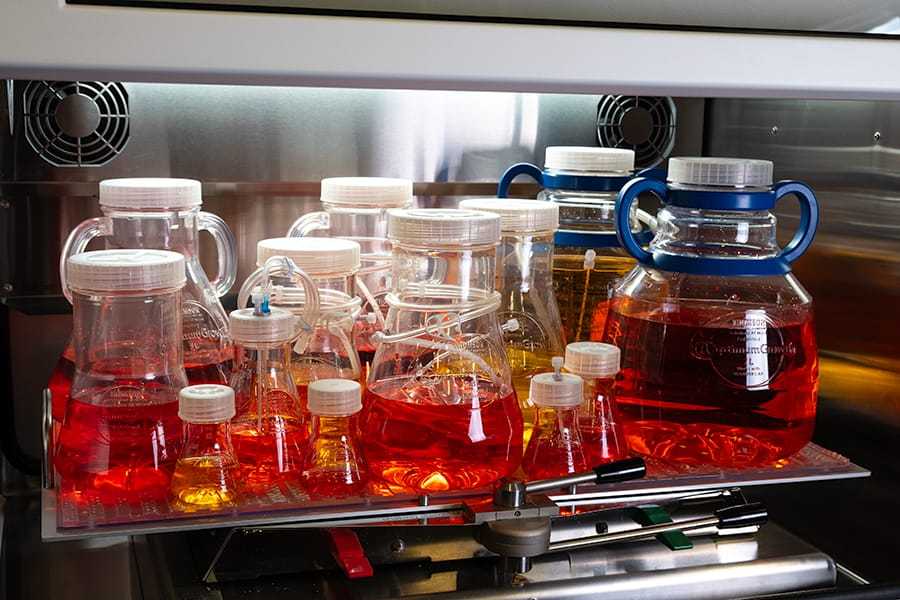 Cell Culture