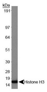 Histone H3 Antibody - Western Blot: Histone H3 [Trimethyl Lys9] Antibody (6F12-H4) .  This image was taken for the unconjugated form of this product. Other forms have not been tested.
