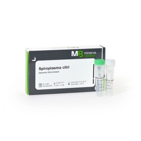 Genomische DNA Extrakte Genomische DNA Extrakte