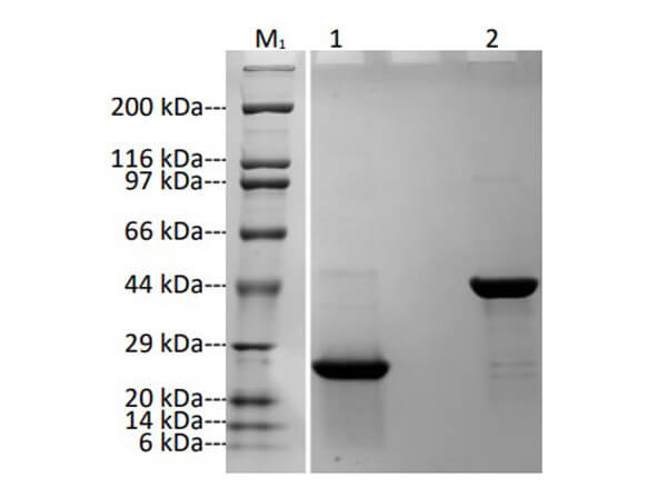Recombinant Anti-TNF alpha Fab Antibody