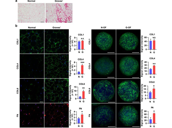 Immunofluorescence using Collagen Type I