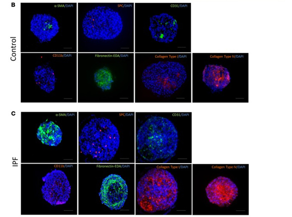 Immunofluorescence using Collagen Type I