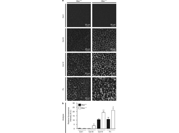 Immunofluorescence using Collagen Type I