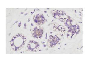 Anti-AKT pS473 Antibody - Immunohistochemistry