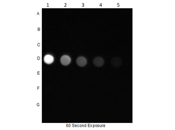 Dot Blot of Rabbit Anti-AKTpS473 Antibody