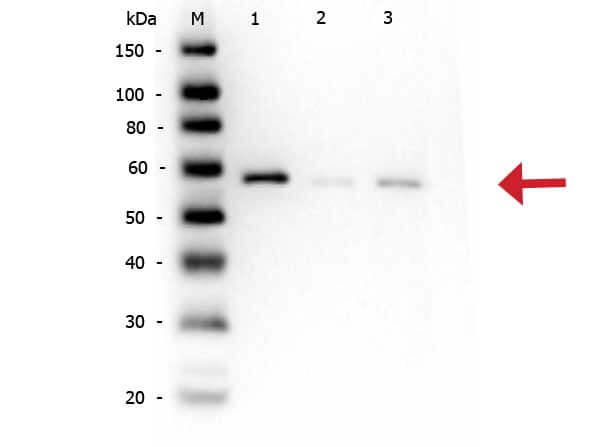 Rabbit anti-AKT pS473 WB with recombinant proteins