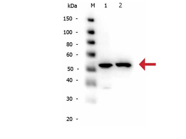 Rabbit anti-alpha Tubulin WB