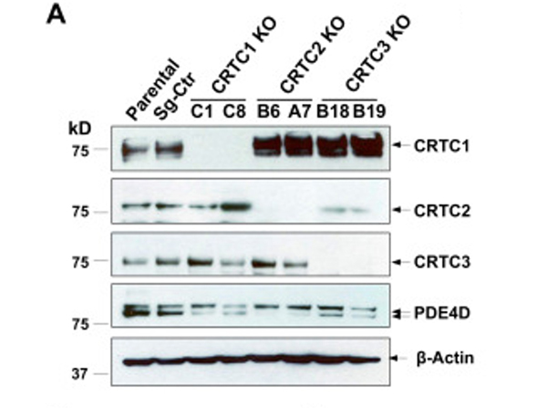 Western Blot using Mect1