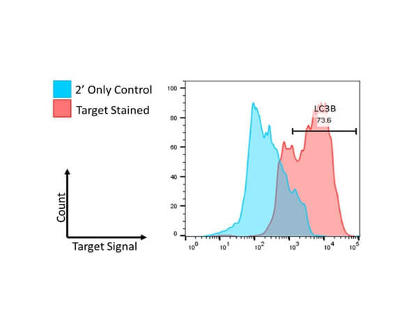 Flow Cytometry of Rabbit Anti-LC3B Antibody