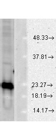 SOD1 Western blot