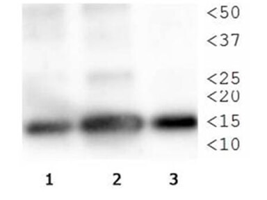 Histone H3  [p Thr3, Monomethyl Lys4] Western Blot