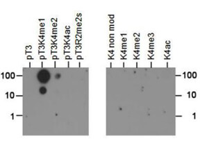 Histone H3  [p Thr3, Monomethyl Lys4] Dot Blot