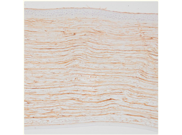 Dog IgG Fc Antibody