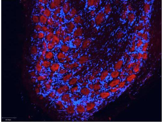 Goat IgG (H&L) Antibody ATTO 550 Conjugated Pre-Adsorbed