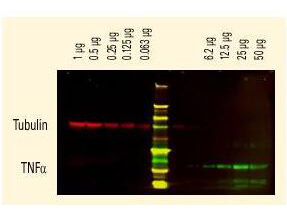 Goat IgG (H&L) Antibody DyLight™ 680 Conjugated Pre-Adsorbed