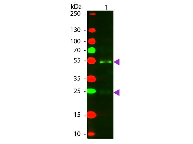 Horse IgG (H&L) Antibody Texas Red™ Conjugated