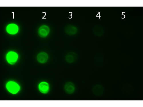 Human IgG IgA IgM (H&L) Antibody Fluorescein Conjugated