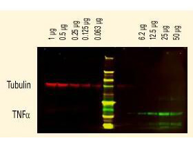 Human IgG (H&L) Antibody Dylight™ 800 Conjugated