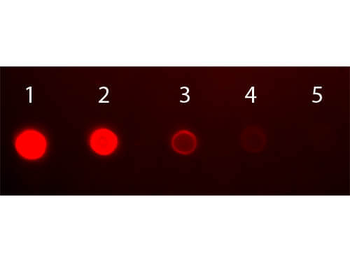 Human IgA (alpha chain) Antibody Fluorescein Conjugated
