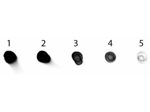 Human IgG (H&L) Antibody Alkaline Phosphatase Conjugated