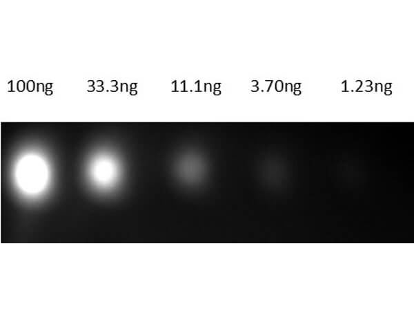 Mouse IgG (H&L) Antibody DyLight™ 800 Conjugated Pre-Adsorbed