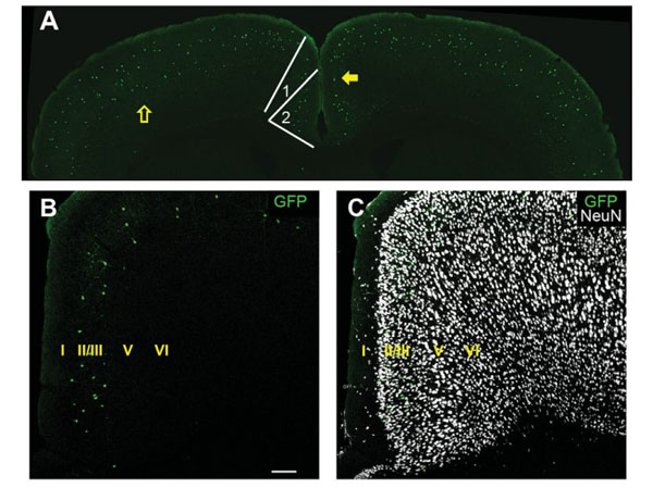 Immunofluorescence using Goat Anti-Mouse IgG DyLight™405