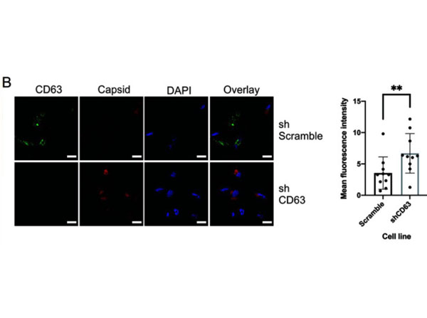 Immunofluorescence using Goat Anti-Mouse IgG DyLight™405