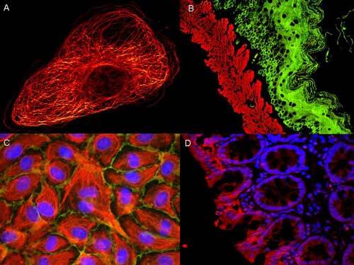 Mouse IgG1 (Gamma 1 chain) ATTO 647N Conjugated Antibody pre-absorbed