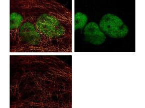 Mouse IgG1 (Gamma 1 chain) ATTO 425 Conjugated Antibody pre-absorbed