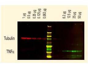 Mouse IgG (H&L) Antibody DyLight™ 680 Conjugated Pre-Adsorbed