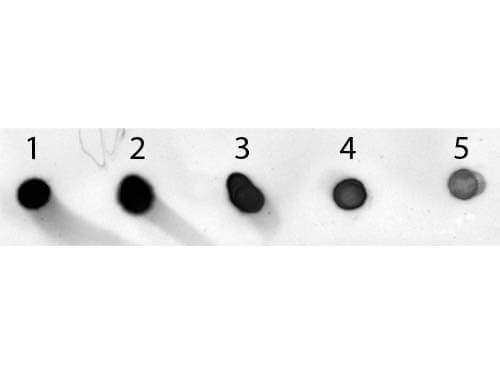 Mouse IgG (H&L) Antibody Alkaline Phosphatase Conjugated