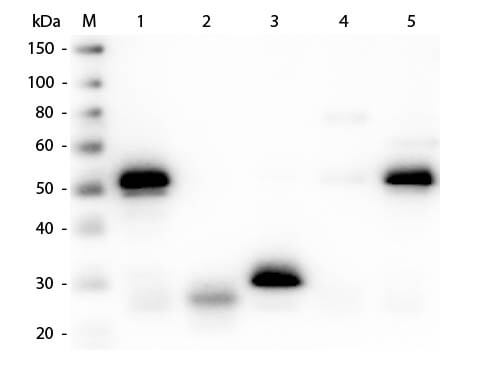 Rabbit IgG (H&L) Antibody Pre-Adsorbed