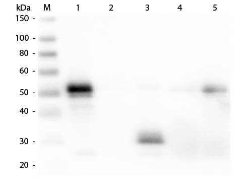 Rabbit IgG Fc Antibody Biotin Conjugated