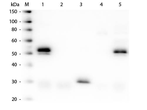Rabbit IgG (H&L) Antibody Pre-adsorbed