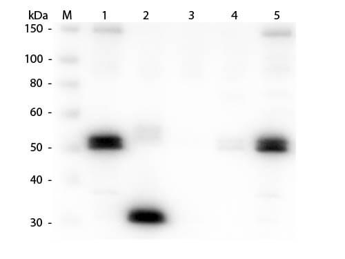 Rat IgG Fc Antibody Biotin Conjugated